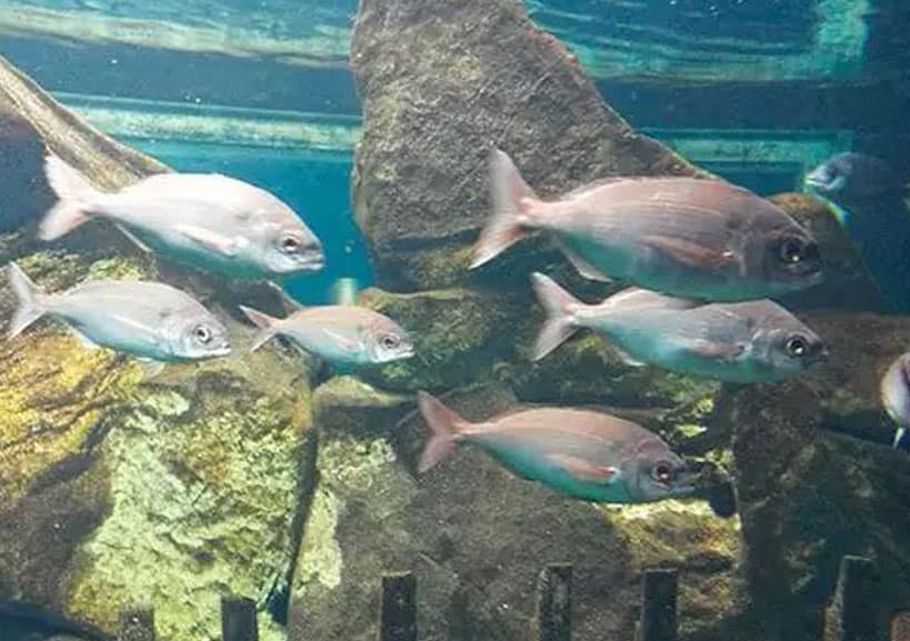 normativa-del-besugo-en-pesca-recreativa