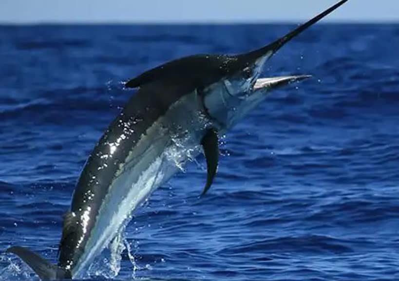 normativa-del-marlin