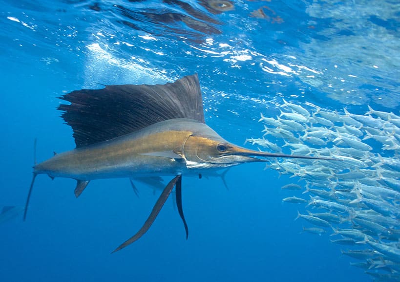 normativa-del-pez-vela