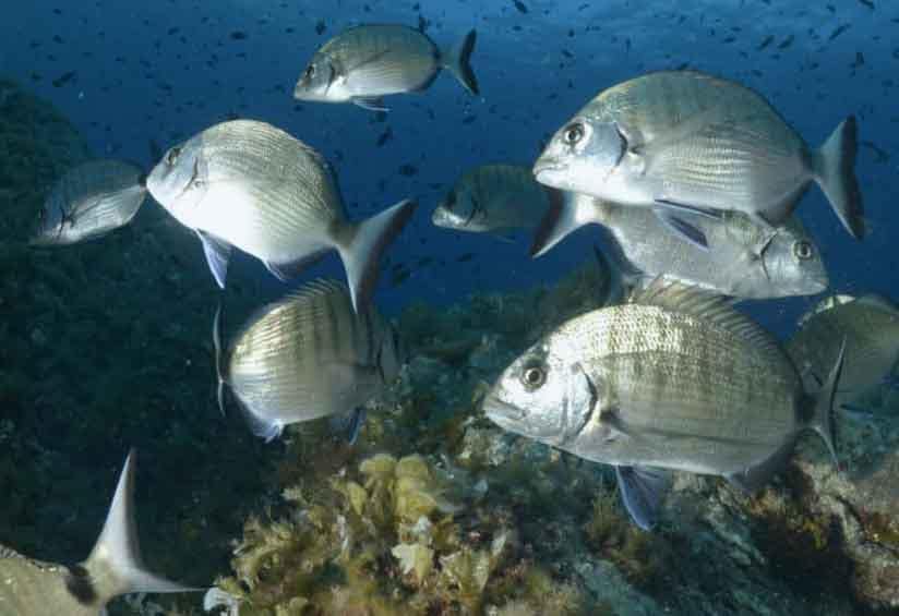 banco de sargos en roquedo