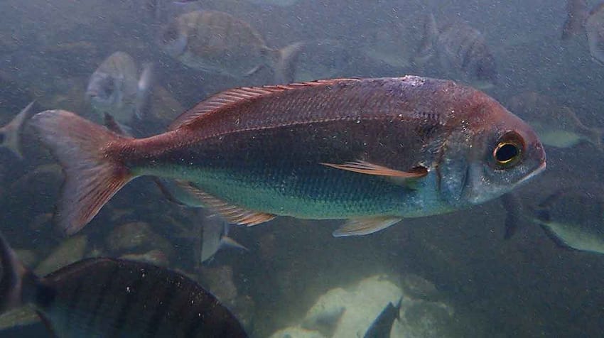 Besugo-(Pagellus-bogaraveo)