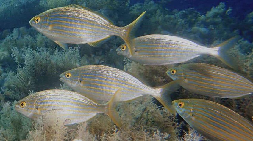 Salema (Sarpa salpa) en banco sobre fondo rocoso costero