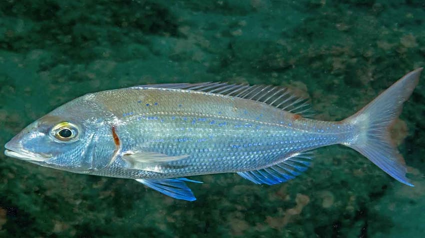breca Pagellus erythrinus nadando en primer plano sobre fondo marino