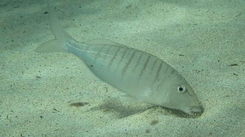 herrera buscando alimento en fondo de arena limpia