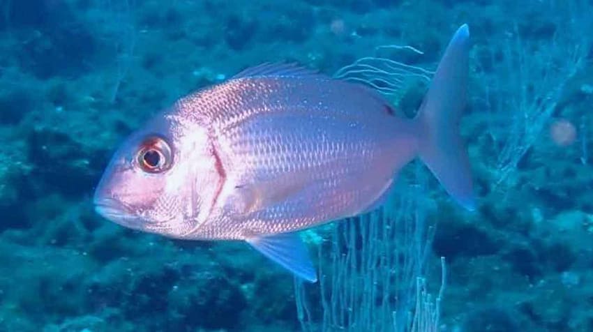 pargo mediterráneo (Pagrus pagrus) nadando sobre fondo rocoso profundo