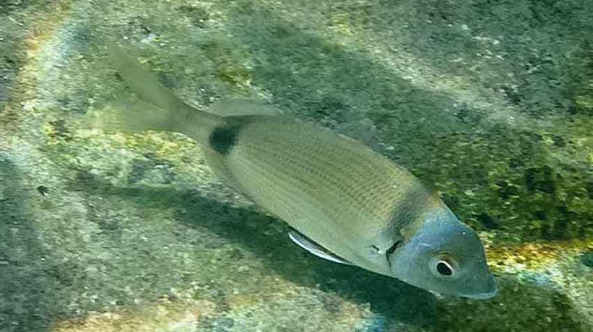 mojarra-en-fondo-de-arena