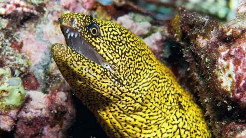 morena-saliendo-del-boquete