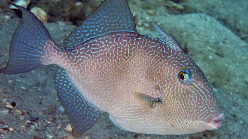 pez-ballesta-nadando-en-fondo-mixto-de-roca-y-arena