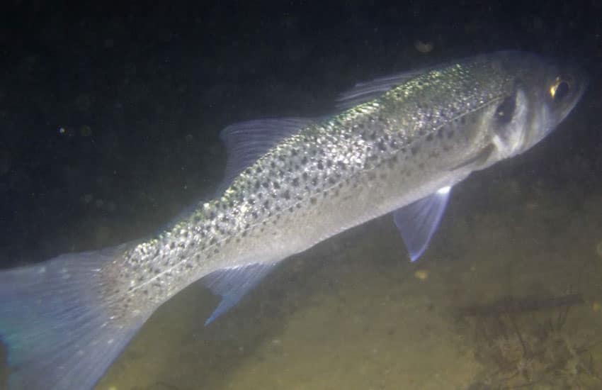 Baila (Dicentrarchus punctatus)