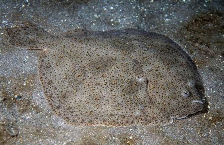 Rodaballo (Scophthalmus maximus)