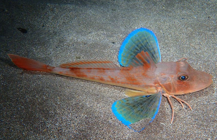 Rubio-común-(Chelidonichthys-lucerna)