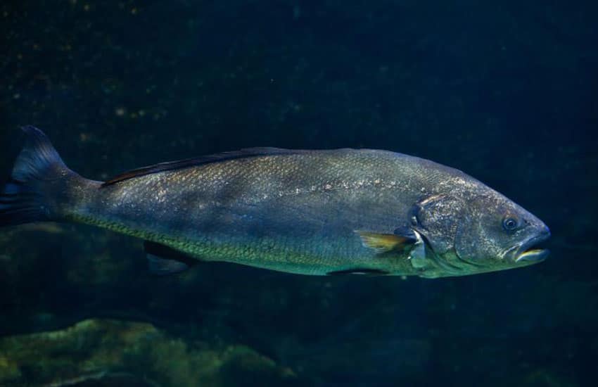 pesca de la corvina