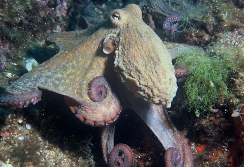 Pulpo en pesca recreativa