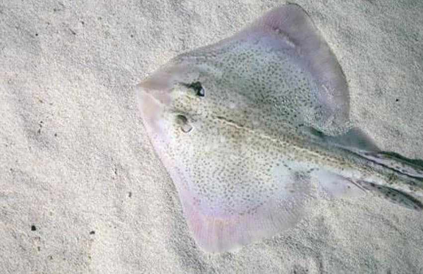 raya común en pesca recreativa