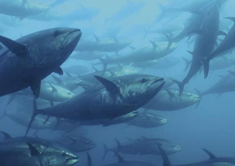 Atún-rojo-(Thunnus-thynnus)