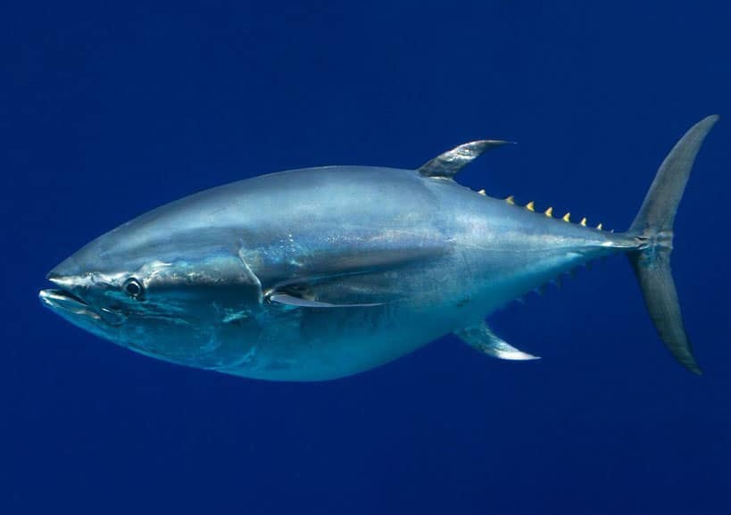 atún-patudo-adulto-en-mar-abierto