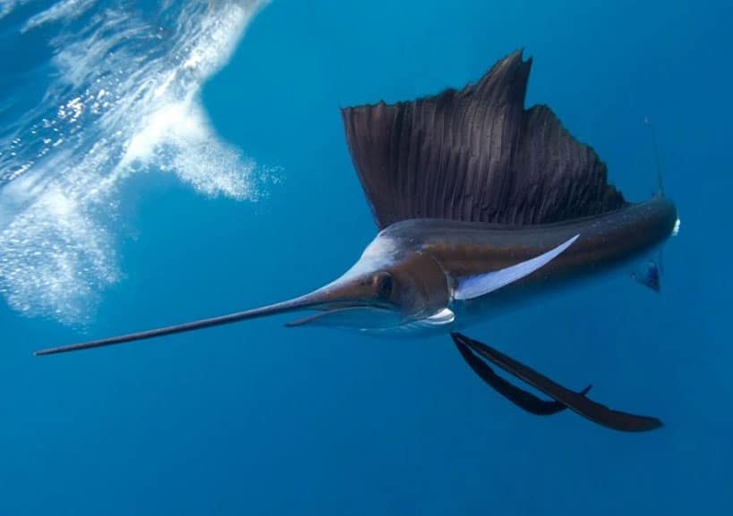 pez-vela--nadando-en-superficie