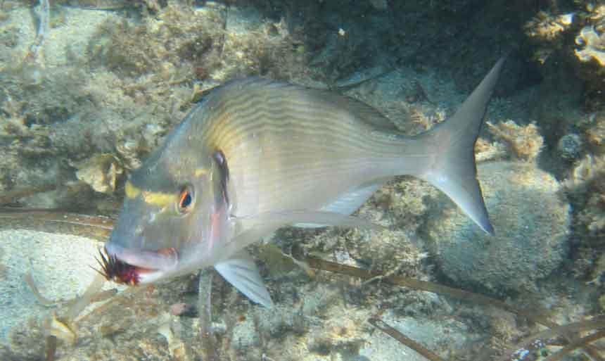 Dorada comiendo erizo en fondo mixto de arena y piedra