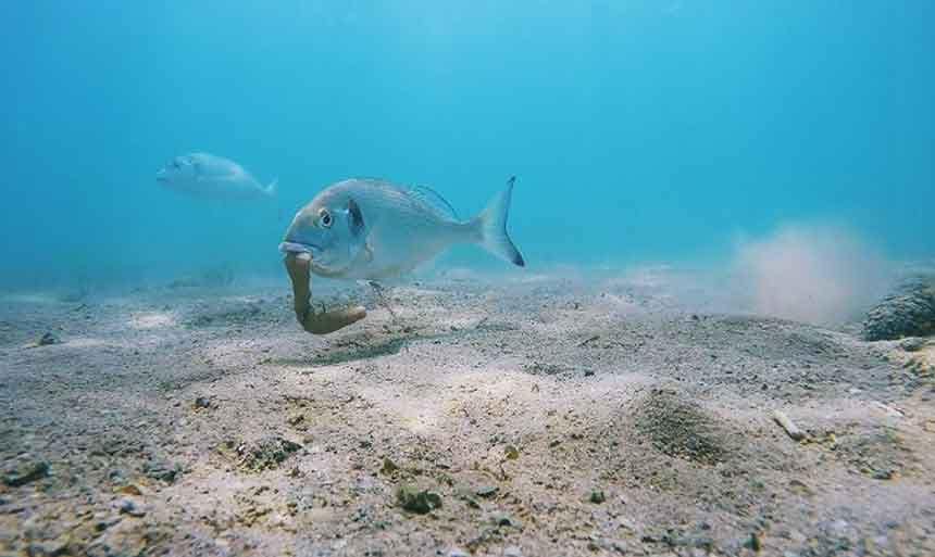 Dorada comiendo tita en fondo arenoso