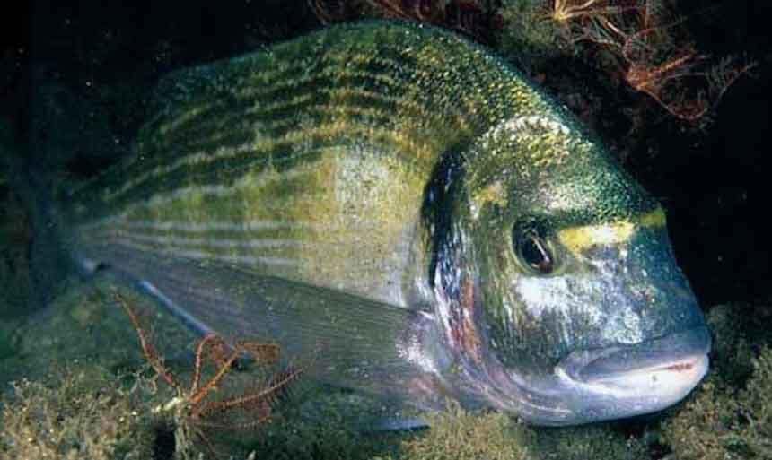 Dorada (Sparus aurata) en primer plano
