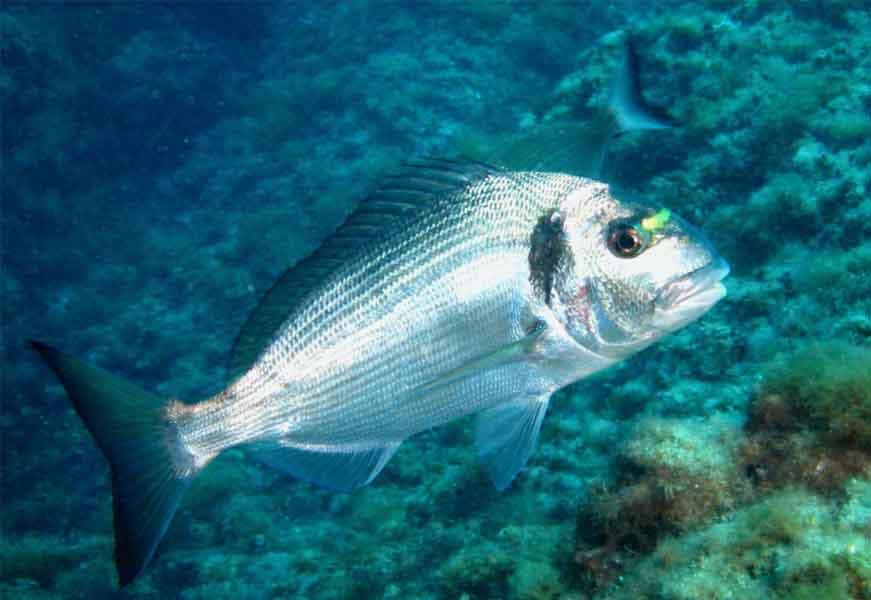 dorada-nadando-en-fondo-rocoso