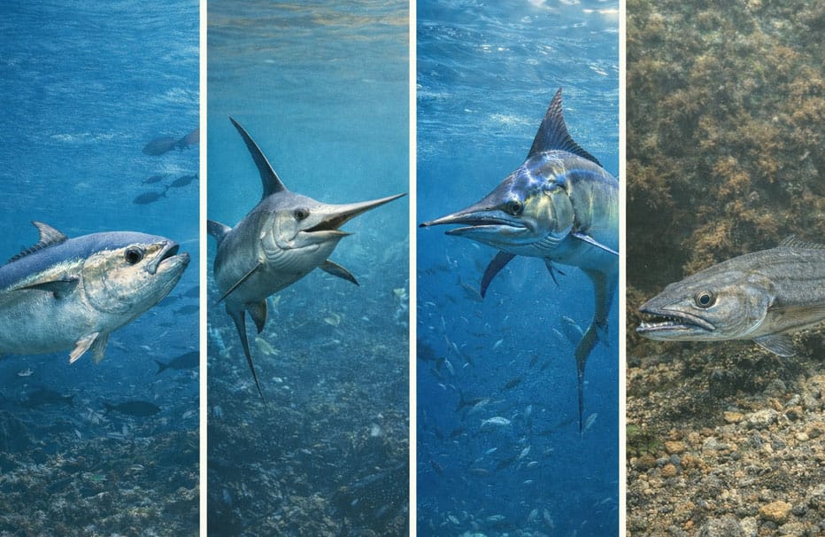 Especies-con-protección-diferenciada