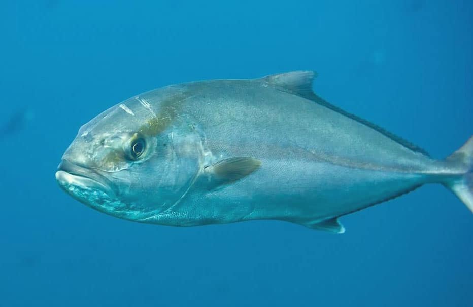 pez-limon-serviola-medregal