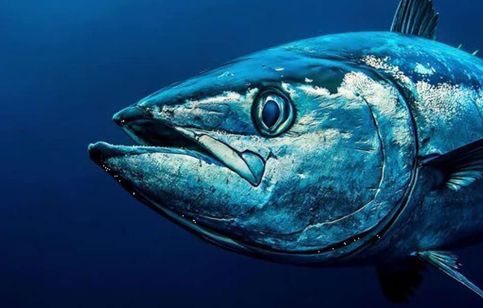 normativa-pesca-del-bonito-del-norte