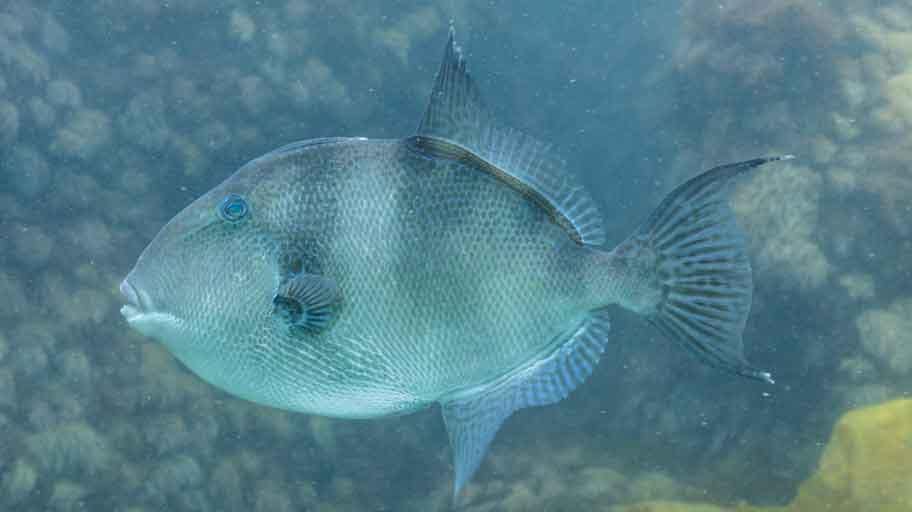 pez ballesta nadando en solitario