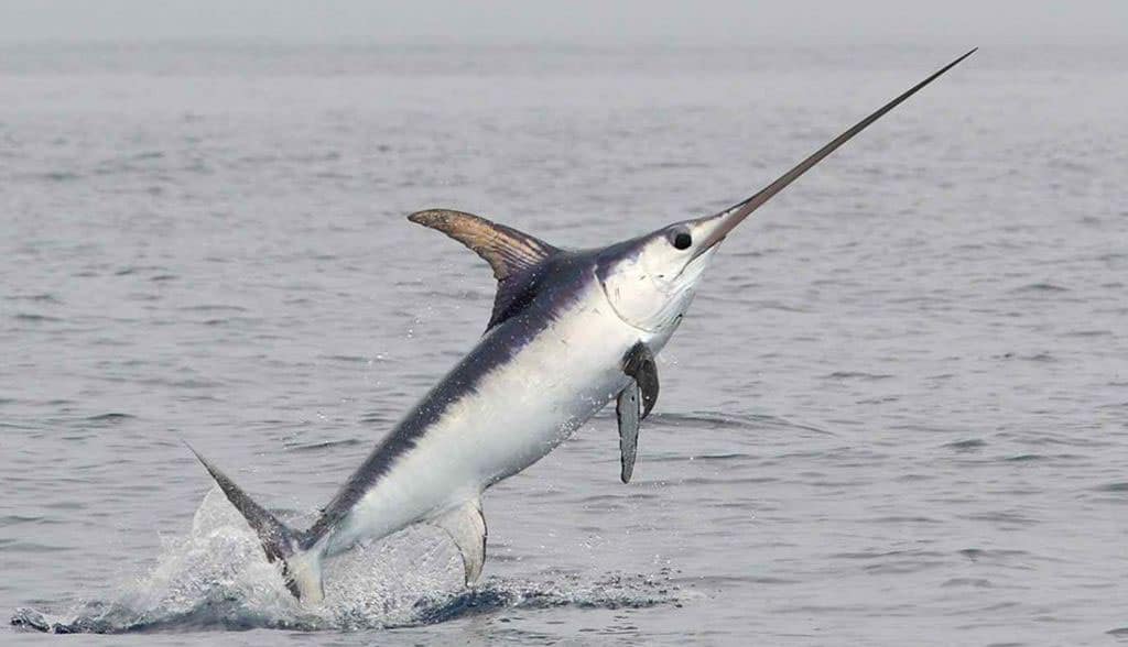 gran-ejemplar-de-pez-espada-saltando-fuera-del-agua