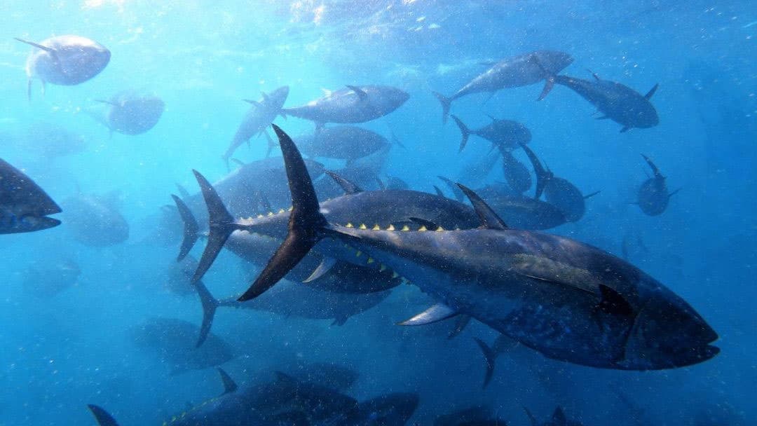 grandes-ejemplares-de-atun-rojo