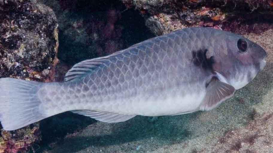 la vieja canaria una de los peces que más rompe montajes