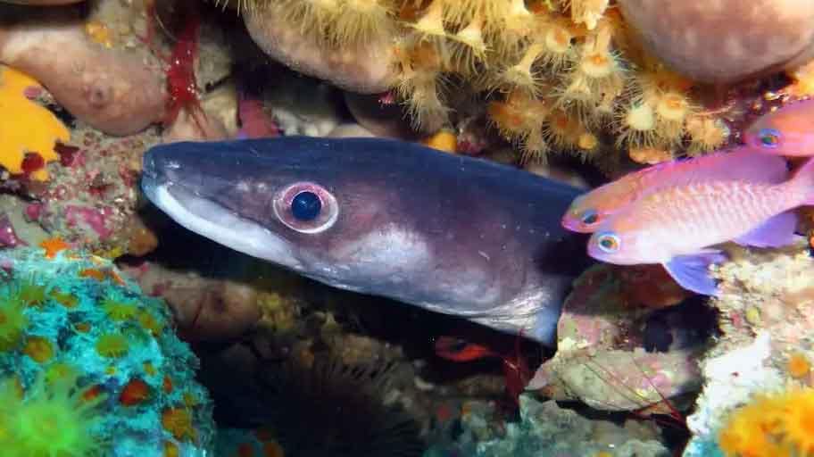 el congrio rompe montajes si se entana