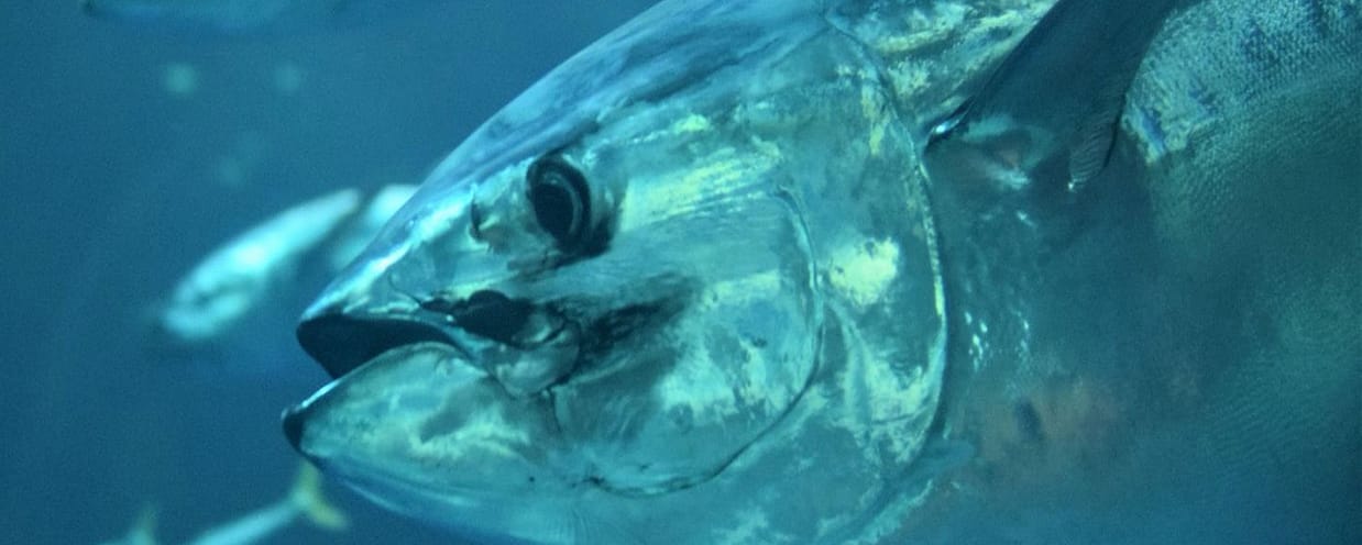 cabeza-de-atun-patudo