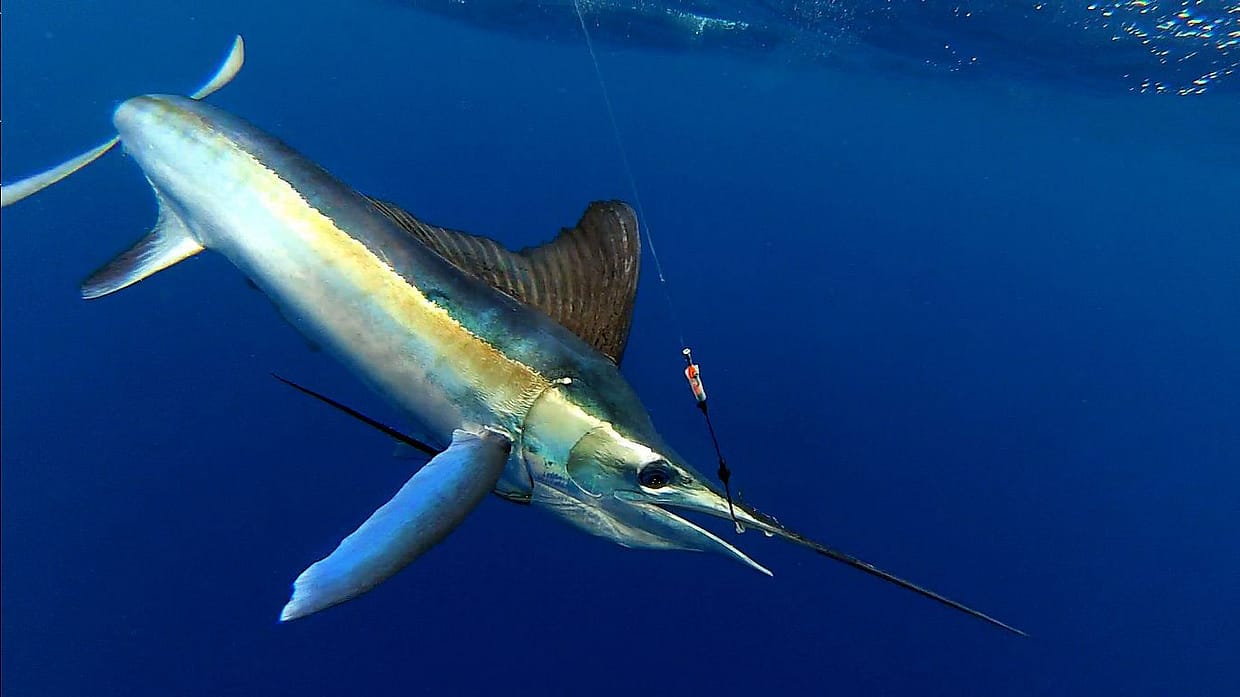 marlín enganchado al paseante