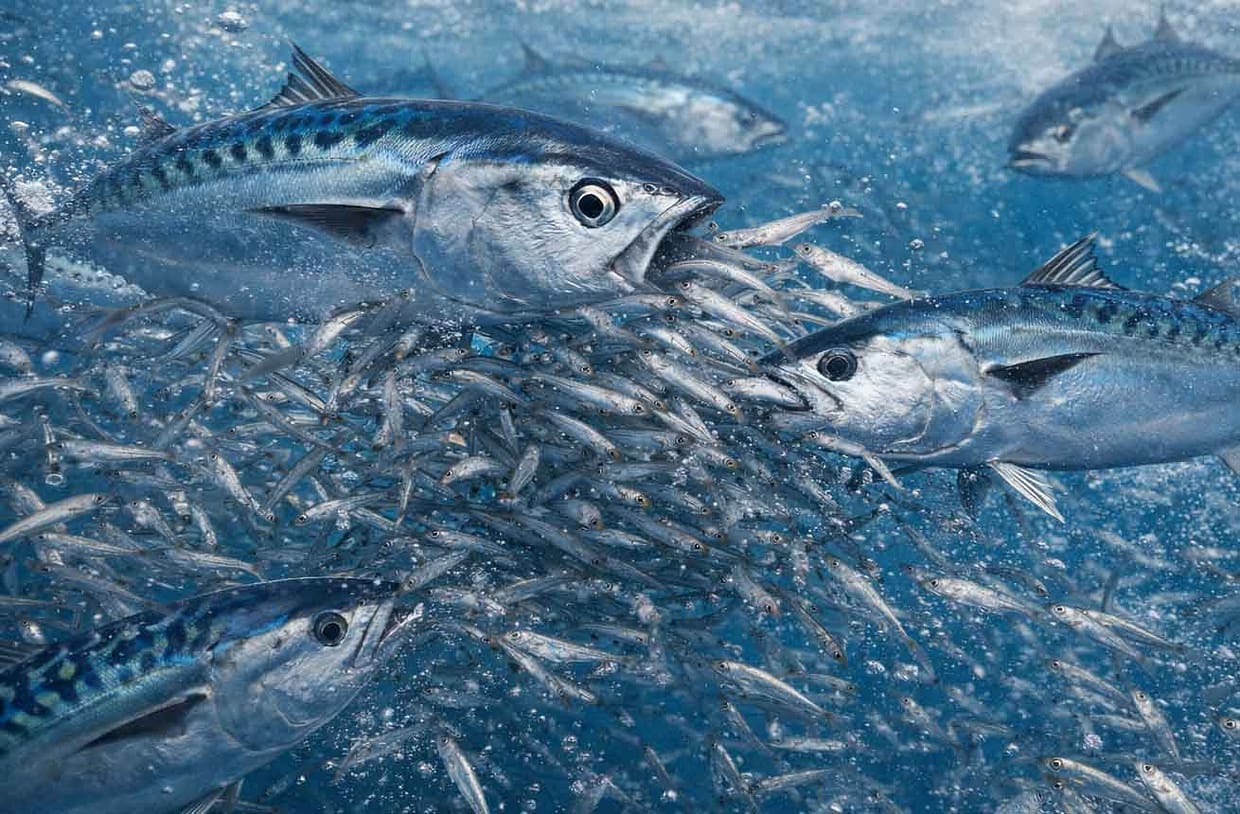 melva-comiendo-en-cardumen-de-boquerones