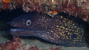 Morena (Muraena helena)