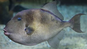 pez ballesta (Balistes capriscus)