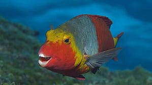 Vieja canaria (Sparisoma cretense)