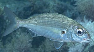 Aligote (Pagellus acarne)