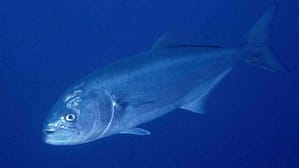 Anjova (Pomatomus saltatrix)