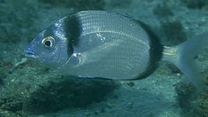 Mojarra (Diplodus vulgaris)
