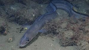 Congrio (Conger conger)