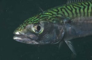 Caballa (Scomber scombrus)