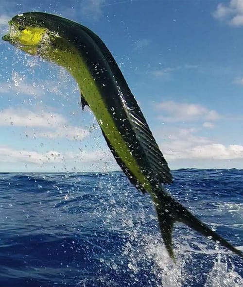 llampuga-luchando-y-saltando-fuera-del-agua
