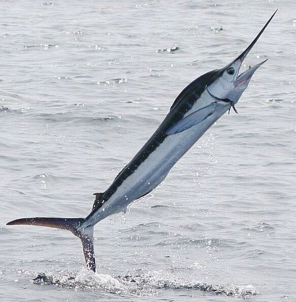 merlin-saltando-fuera-del-agua
