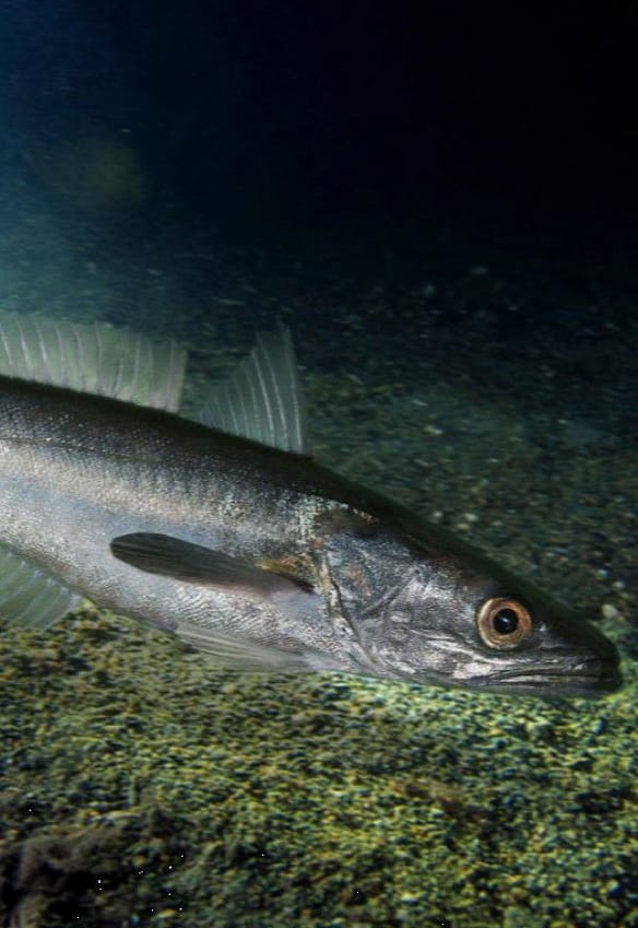 merluza-noctturna-posada-en-el-fondo