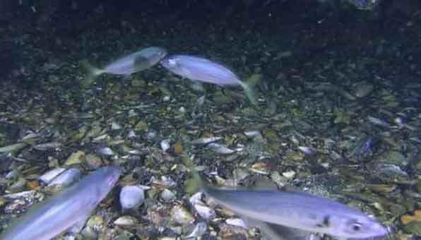 jurel-comiendo-en-el-fondo