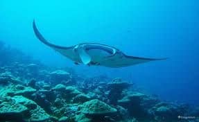 captura prohibida de mantarayas y mobulas