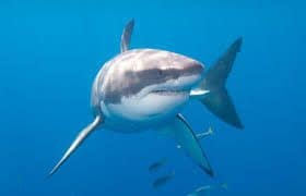 captura prohibida del tiburon blanco